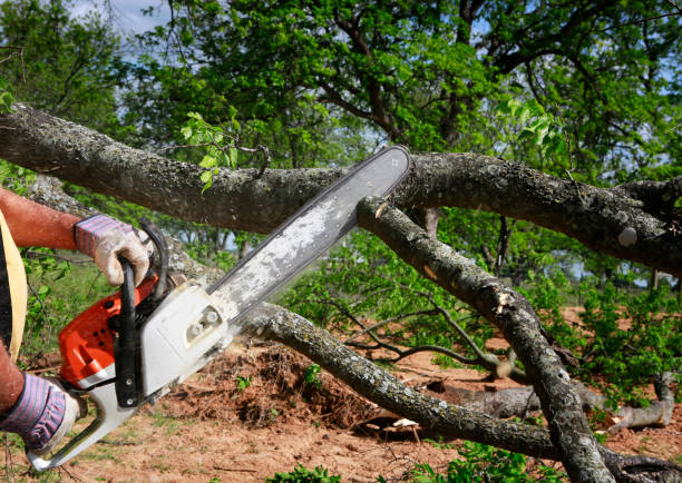 How Our Tree Care Process Works  in  Bridgeport, AL